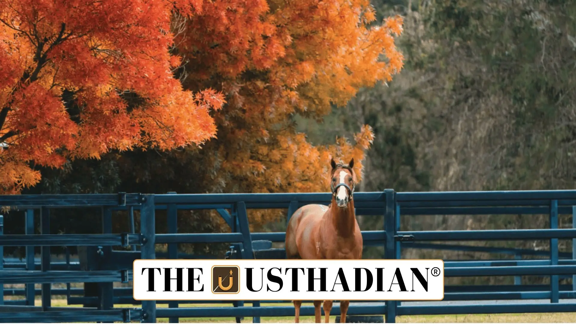 Equine Health Breakthrough in India