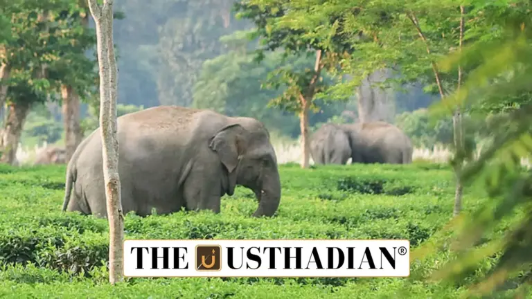 Assam Rolls Out Gajah Mitra to Reduce Elephant Encounters