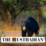 Gharial and Sloth Bear Set for Focused Conservation Under National Wildlife Programme