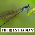 New Dragonfly Species Adds to Western Ghats Biodiversity