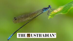 New Dragonfly Species Adds to Western Ghats Biodiversity