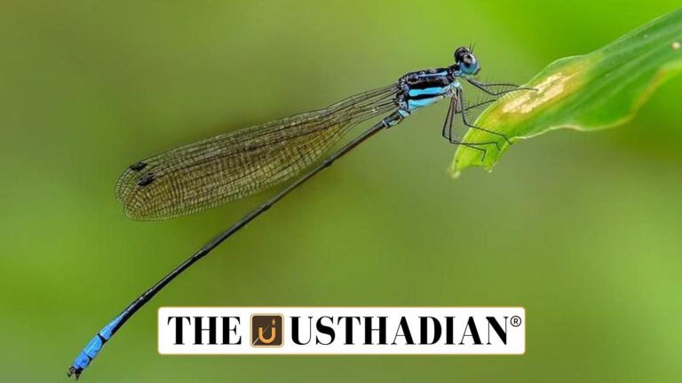 New Dragonfly Species Adds to Western Ghats Biodiversity