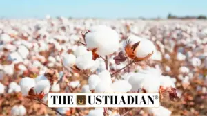 Punjab Sees Cotton Revival with 20 Percent Growth in 2025