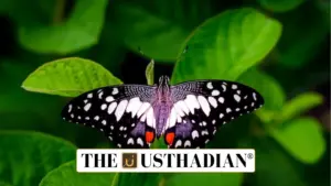 India’s First Butterfly Sanctuary Declared in Kerala
