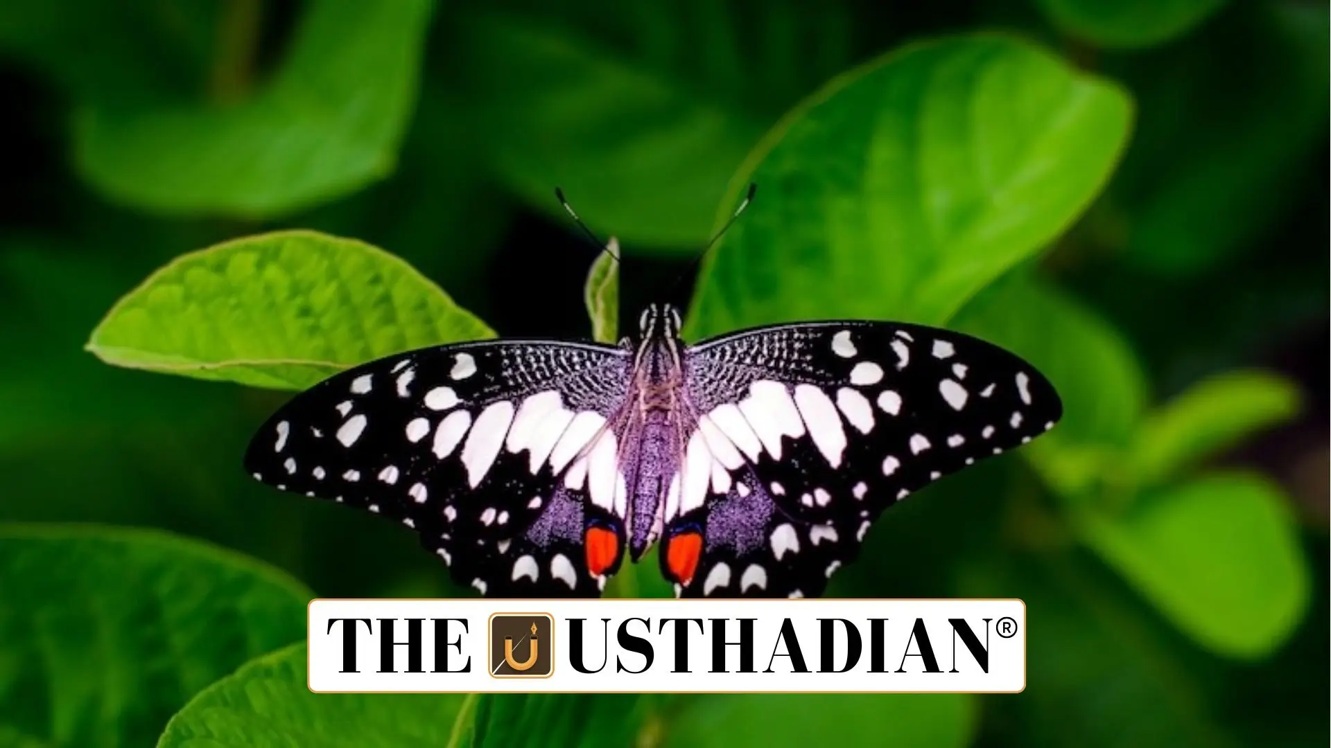 India’s First Butterfly Sanctuary Declared in Kerala