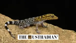 New Gecko Species Found in Coonoor Hills