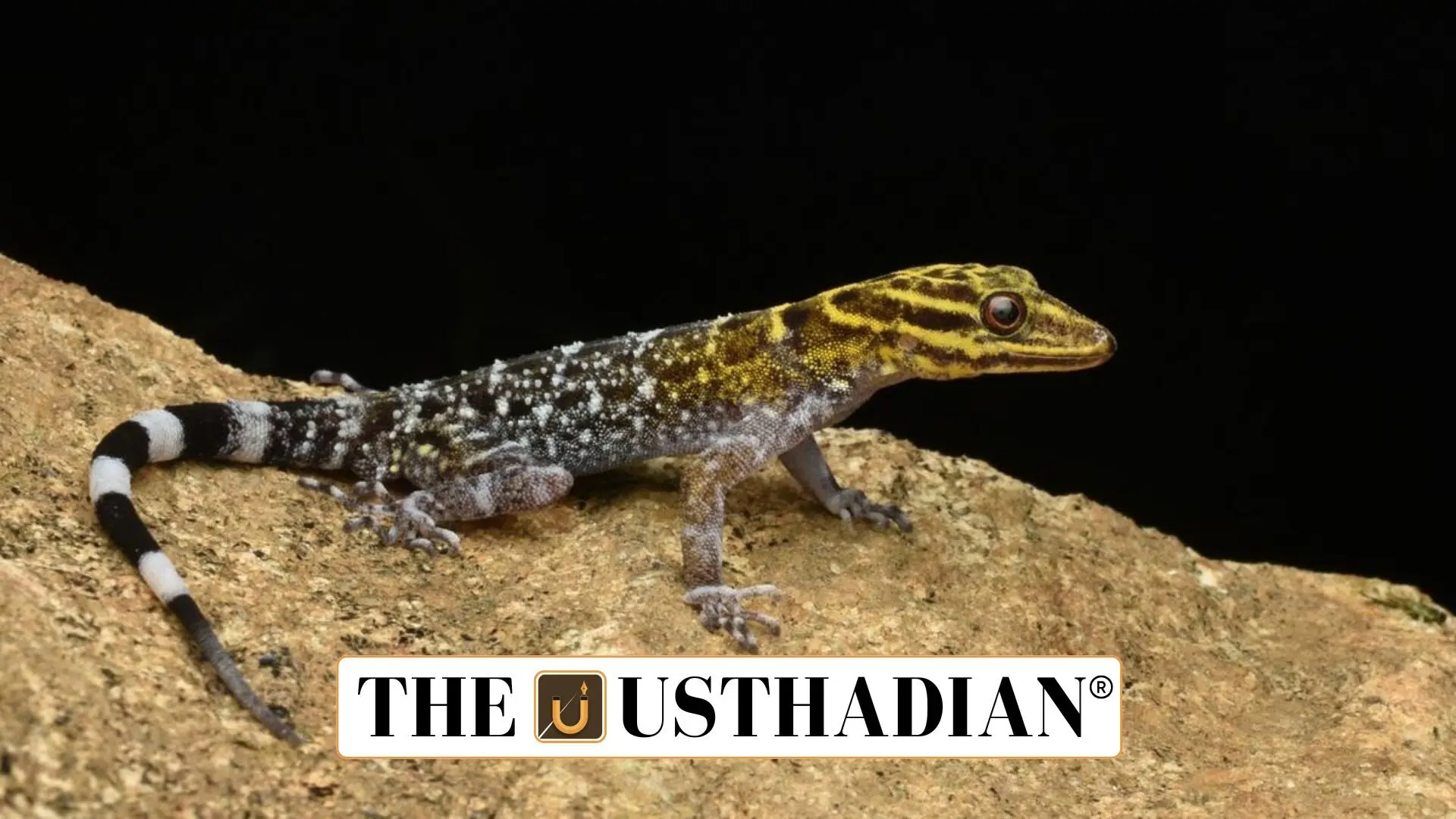 New Gecko Species Found in Coonoor Hills