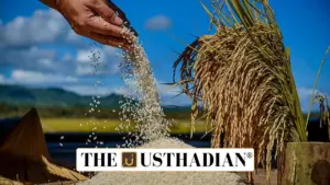 India’s Rice-Wheat Shift: What It Means for Farmers, Food Security, and Sustainability