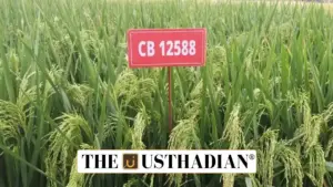 TNAU Introduces 19 New Crop Varieties for 2025 to Enhance Regional Farming
