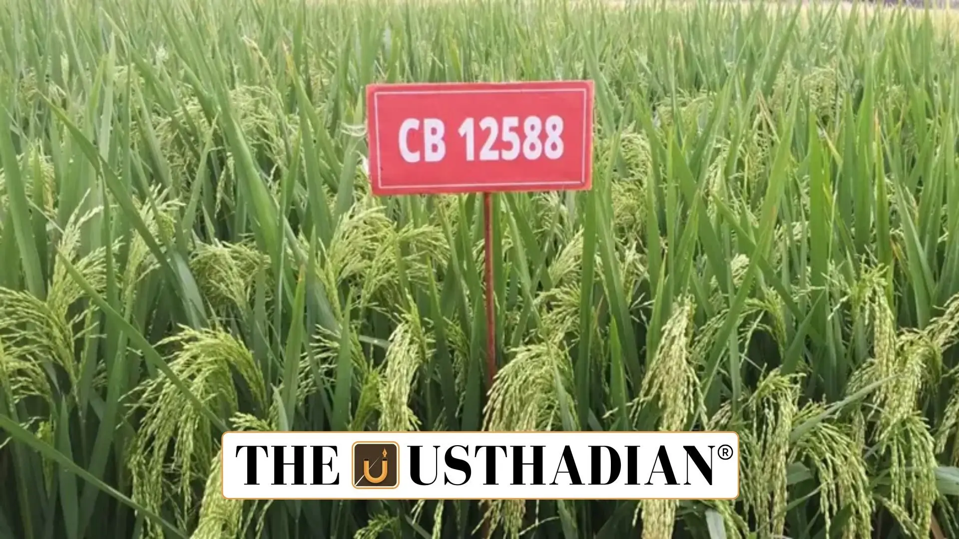 TNAU Introduces 19 New Crop Varieties for 2025 to Enhance Regional Farming