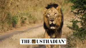 Asiatic Lion Count in Gujarat Climbs to 891 in 2025 Wildlife Census