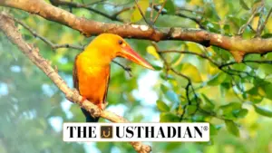 Synchronized Bird Survey 2025 in Tamil Nadu shows rich biodiversity