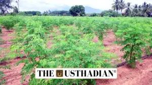 PKM1 Moringa boosts nutrition and farming economy