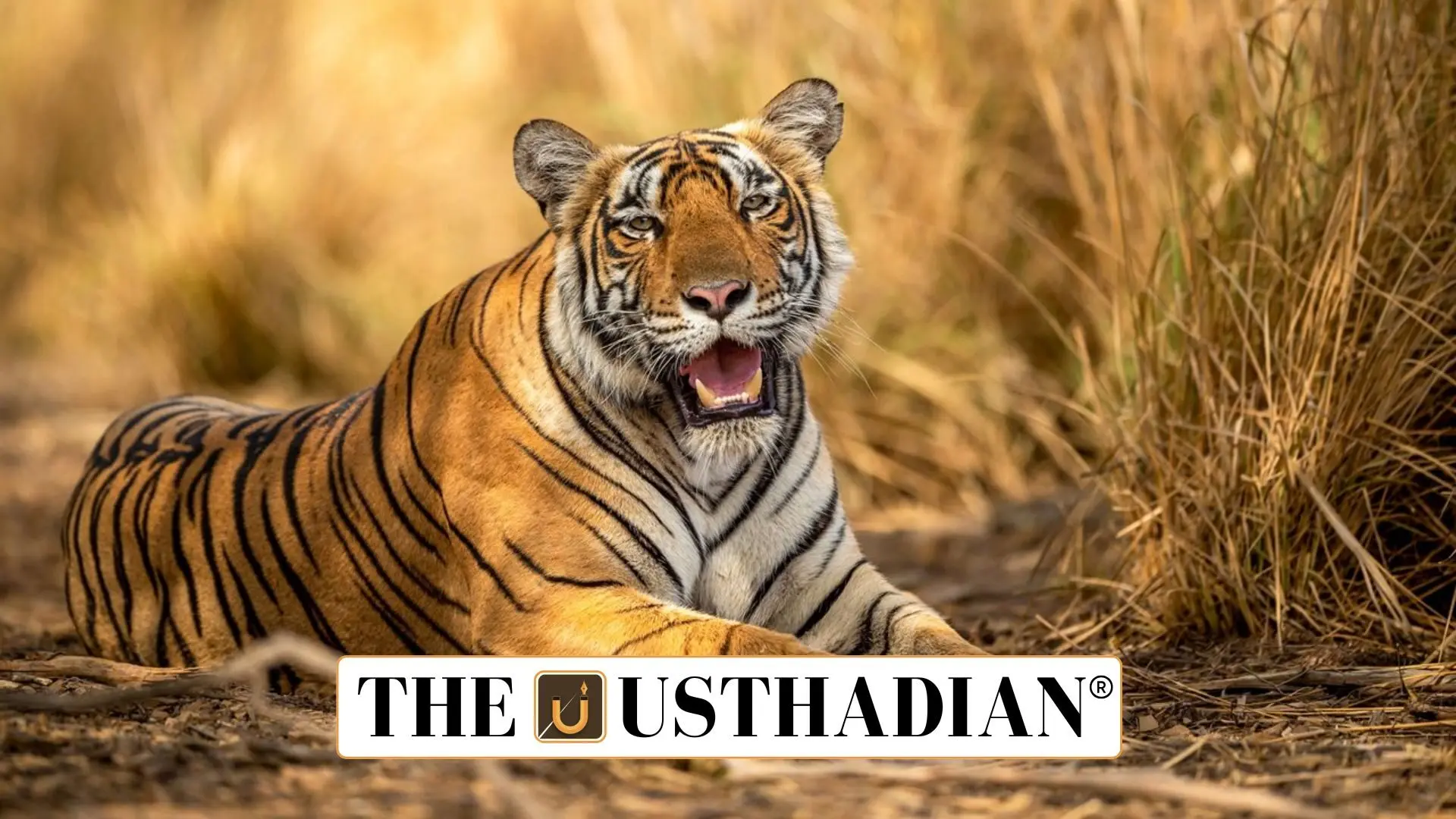 Pre-Monsoon Wildlife Survey Begins at Anamalai Tiger Reserve