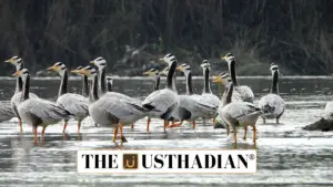 Bird Conservation in India and the Mediterranean: A Wake-Up Call for 2025