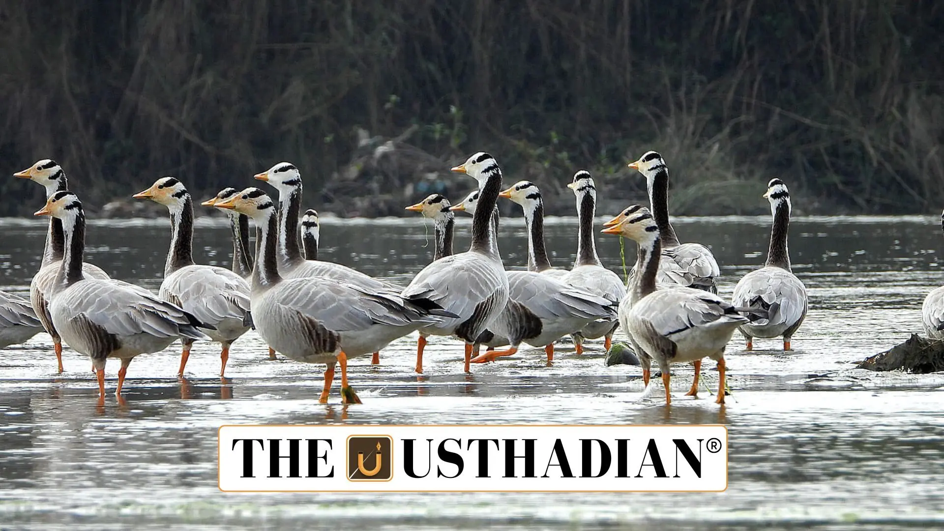 Bird Conservation in India and the Mediterranean: A Wake-Up Call for 2025