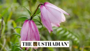 Shirui Lily Festival 2025: Reviving Tourism Amidst Tensions in Manipur