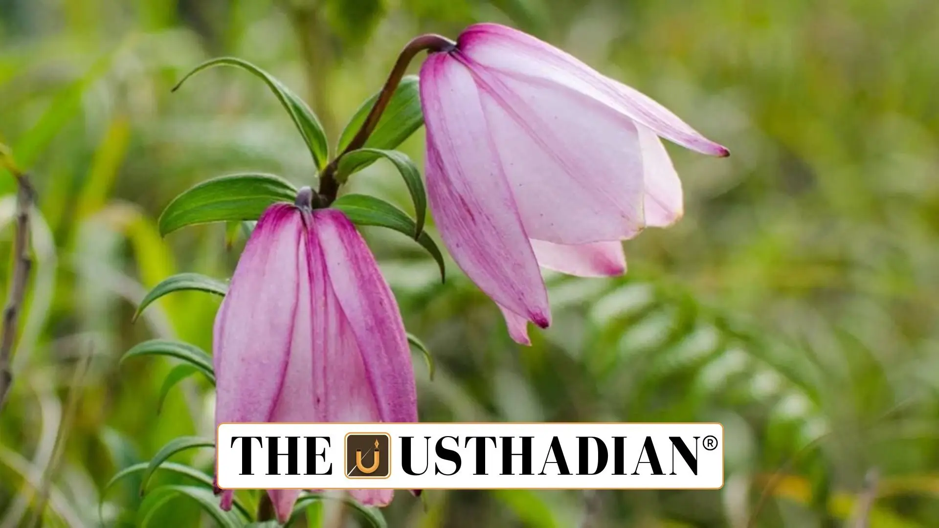 Shirui Lily Festival 2025: Reviving Tourism Amidst Tensions in Manipur