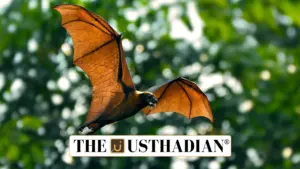 Tamil Nadu Revamps Endangered Species Fund: Focus on Malabar Civet and Salim Ali’s Fruit Bat
