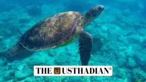 Operation Olivia: Safeguarding the Nesting of Olive Ridley Turtles in Odisha