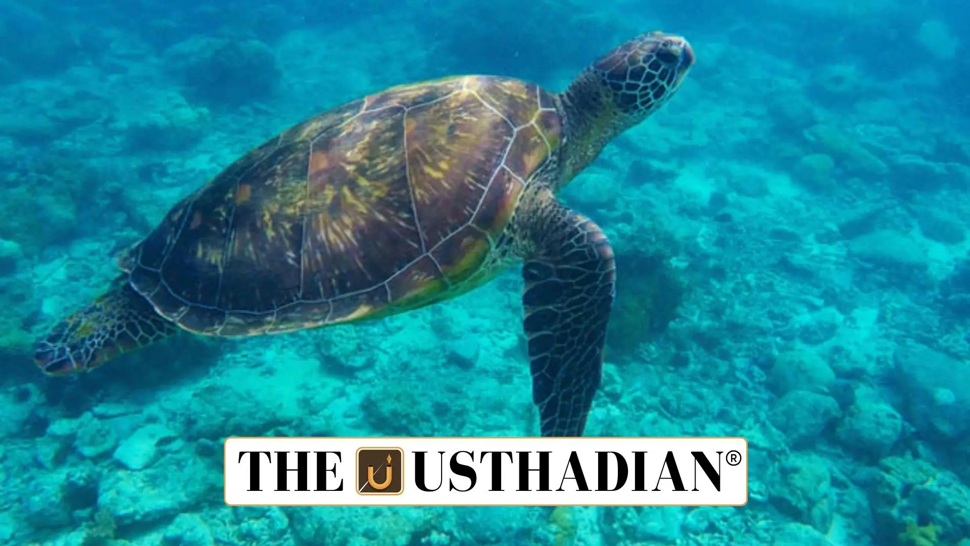 Operation Olivia: Safeguarding the Nesting of Olive Ridley Turtles in Odisha