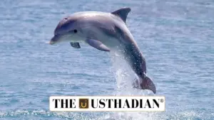 Chemical Pollution Threatens Gangetic Dolphins: WII Report Reveals Grim Reality