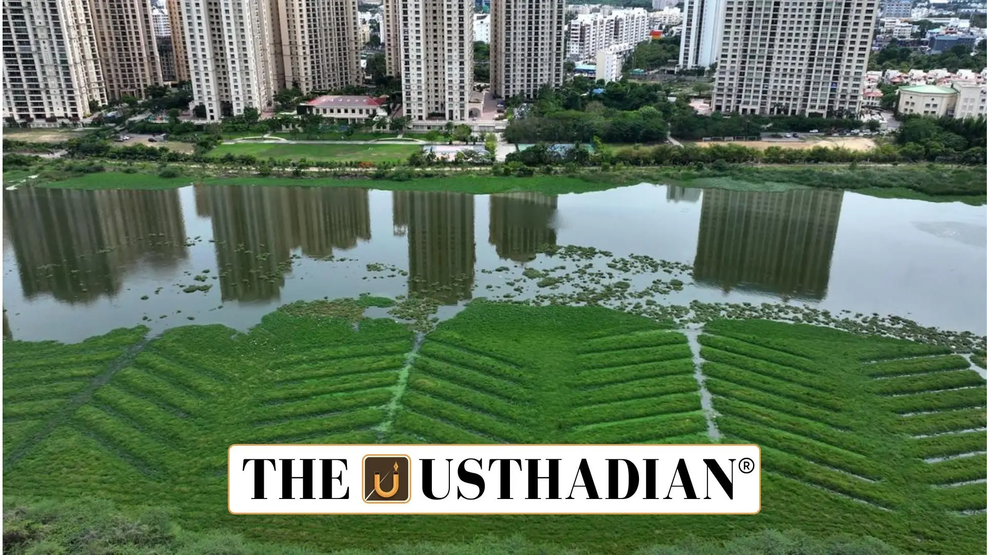Mangroves Return to Buckingham Canal: Tamil Nadu’s Green Revival Effort