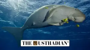 Dugong conservation efforts in India gain urgency