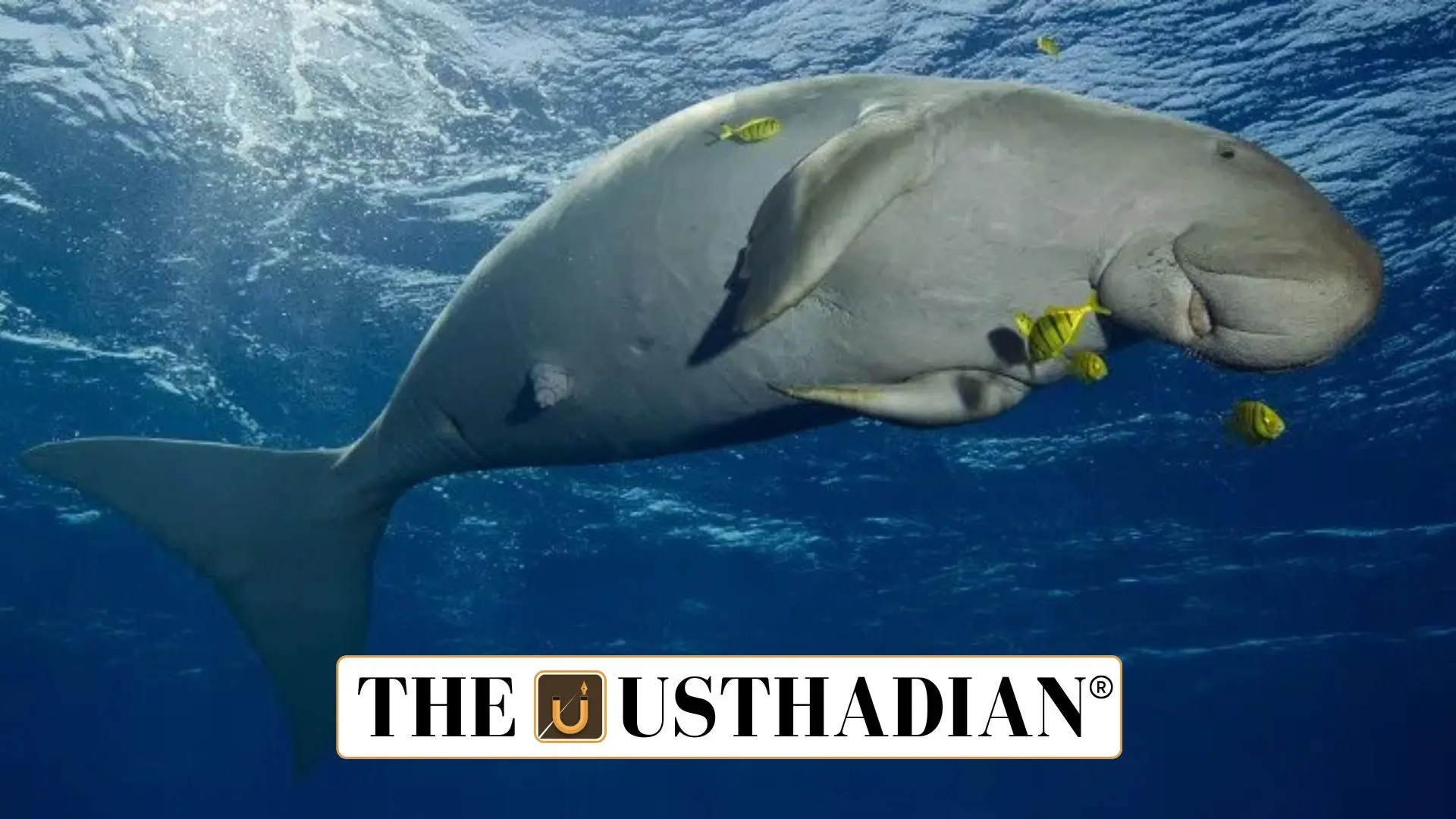 Dugong conservation efforts in India gain urgency