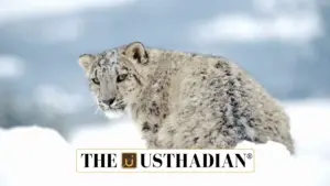 Ladakh Records World’s Highest Snow Leopard Density: A Conservation Milestone