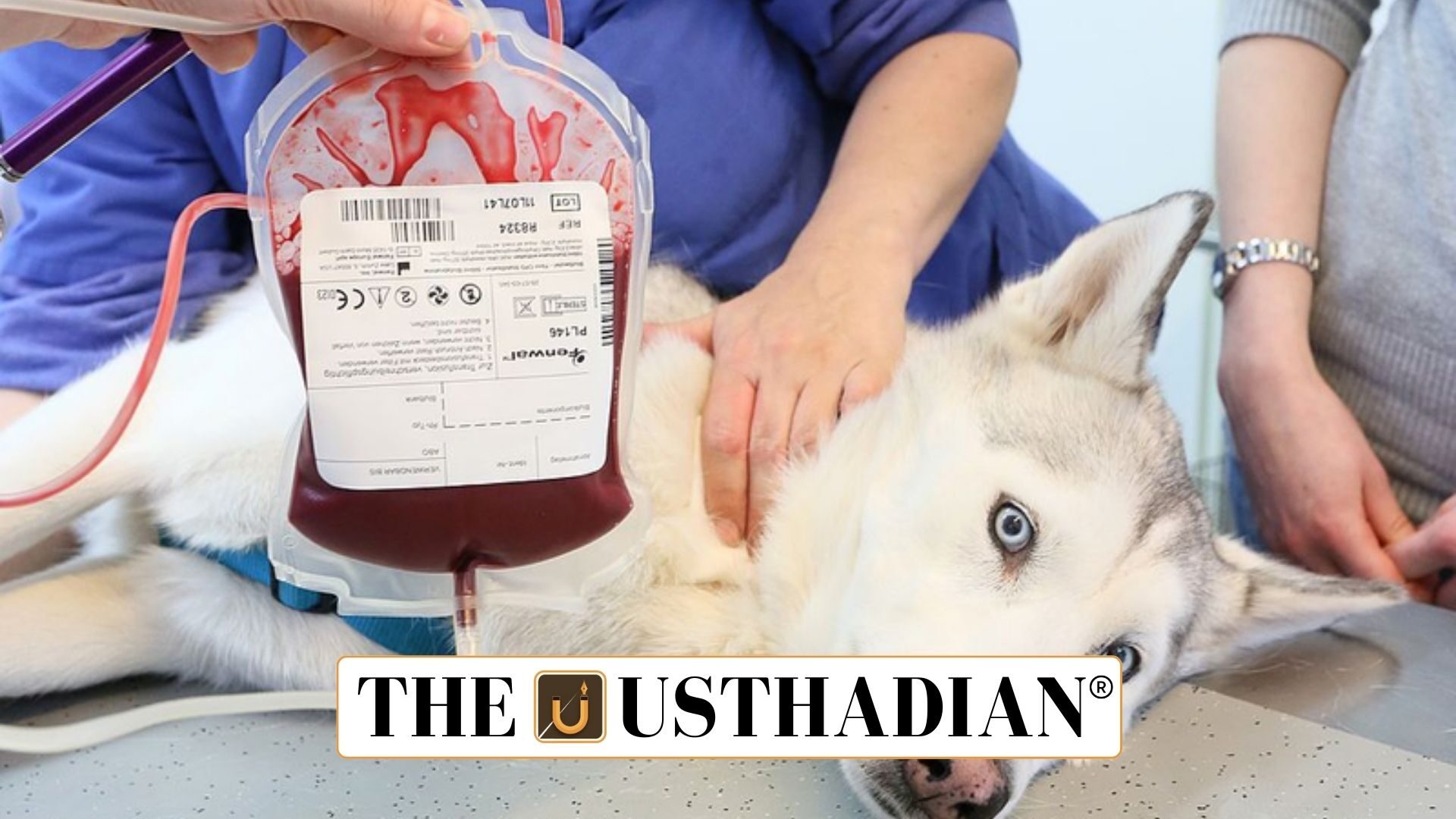 India Issues Guidelines for Animal Blood Banks