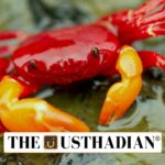 New Crab Discoveries in Kerala’s Western Ghats