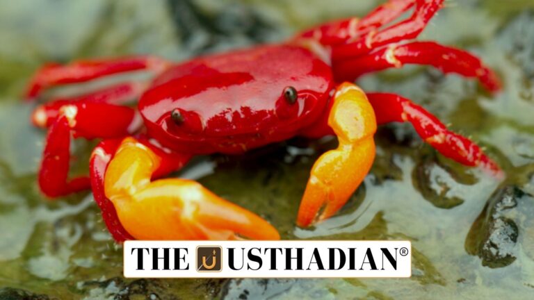 New Crab Discoveries in Kerala’s Western Ghats