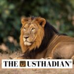 India’s Triumph in Asiatic Lion Conservation