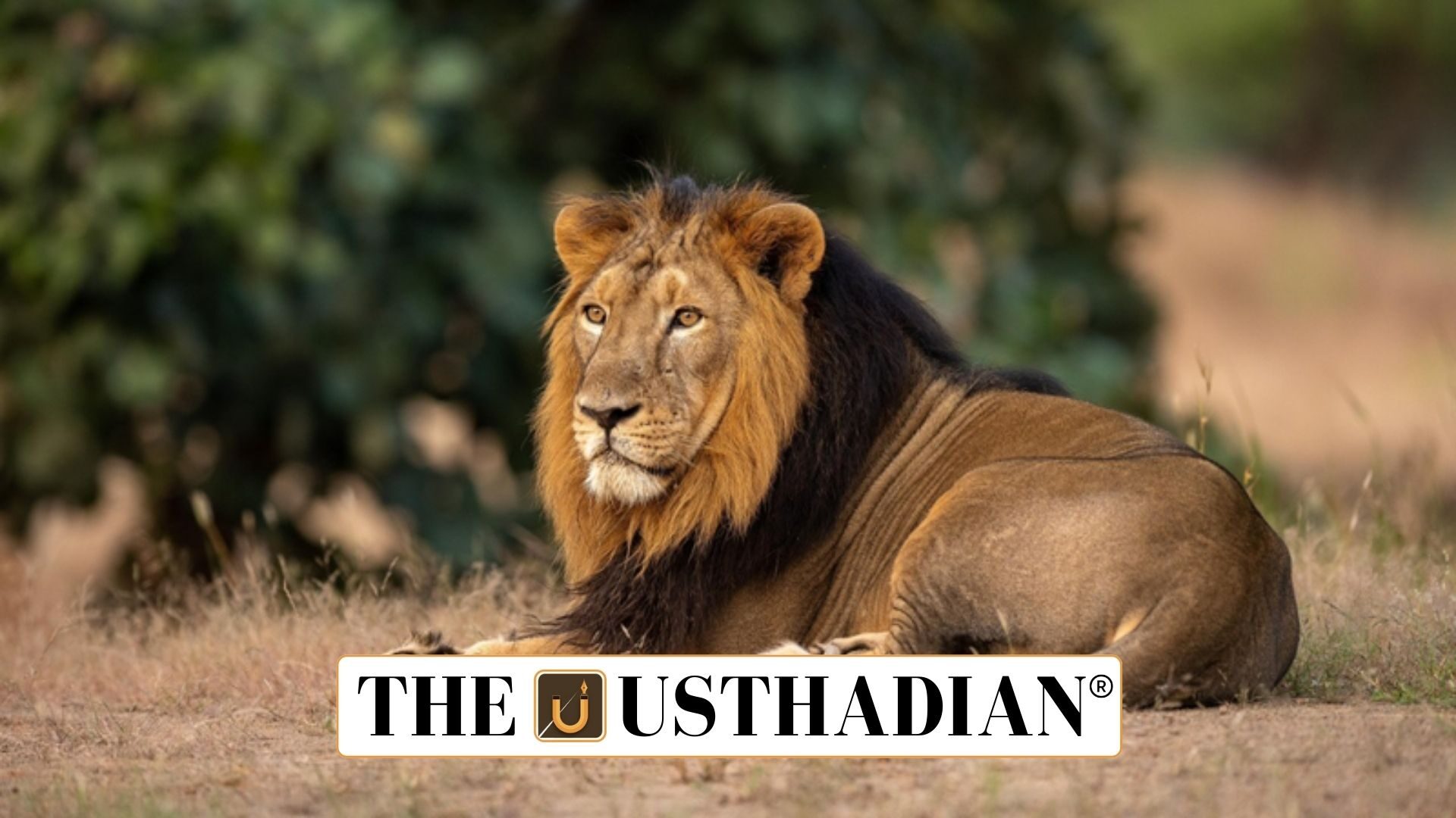 India’s Triumph in Asiatic Lion Conservation