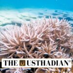 Coral Bloom Restoration in the Gulf of Mannar