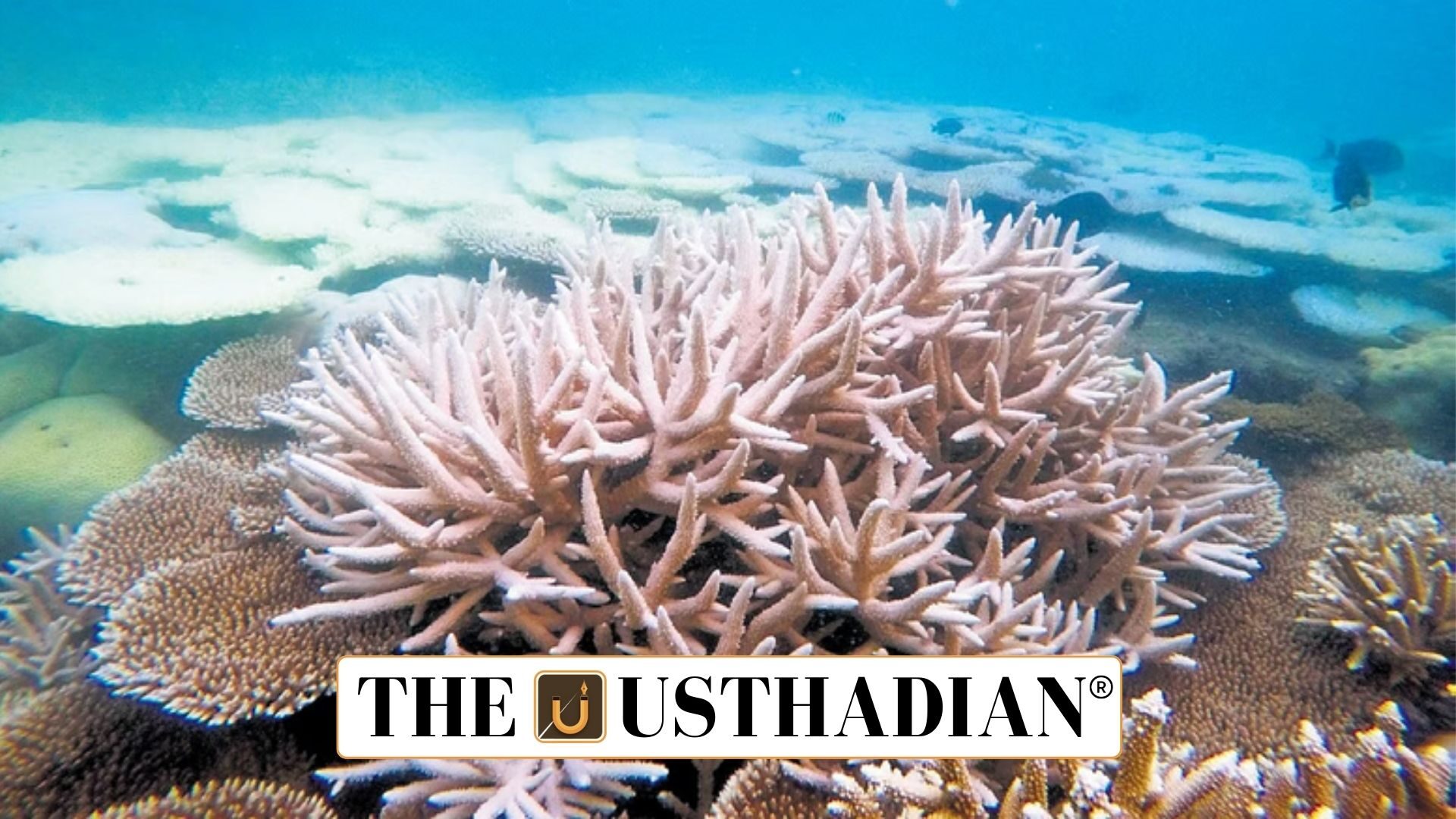 Coral Bloom Restoration in the Gulf of Mannar