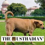 Supreme Court’s Modified Directions on Stray Dogs
