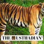 Sundarbans Tiger Reserve becomes second largest in India