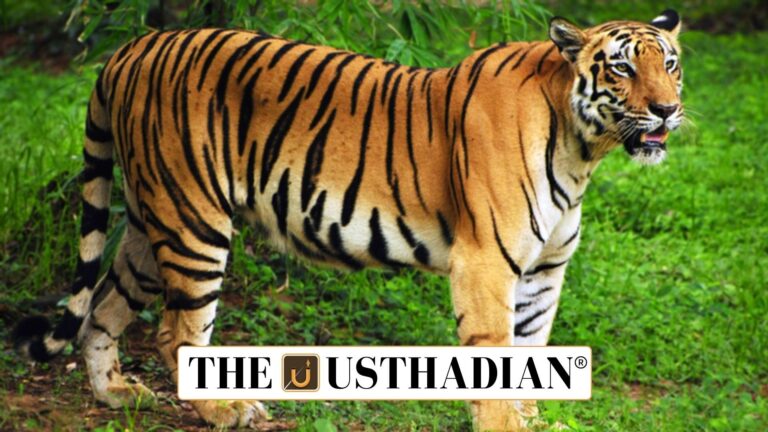 Sundarbans Tiger Reserve becomes second largest in India