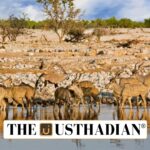 Ungulate Crisis in India