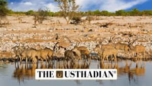 Ungulate Crisis in India