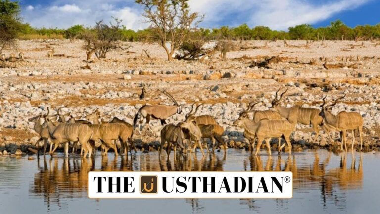 Ungulate Crisis in India
