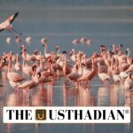 Tamil Nadu Declares Dhanushkodi a Flamingo Sanctuary