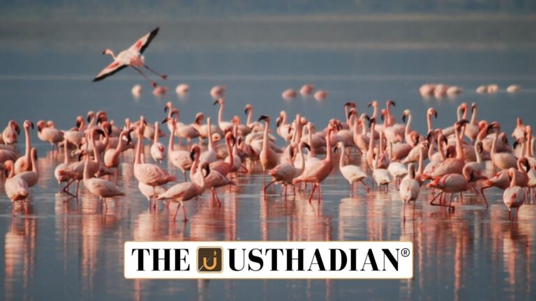 Tamil Nadu Declares Dhanushkodi a Flamingo Sanctuary