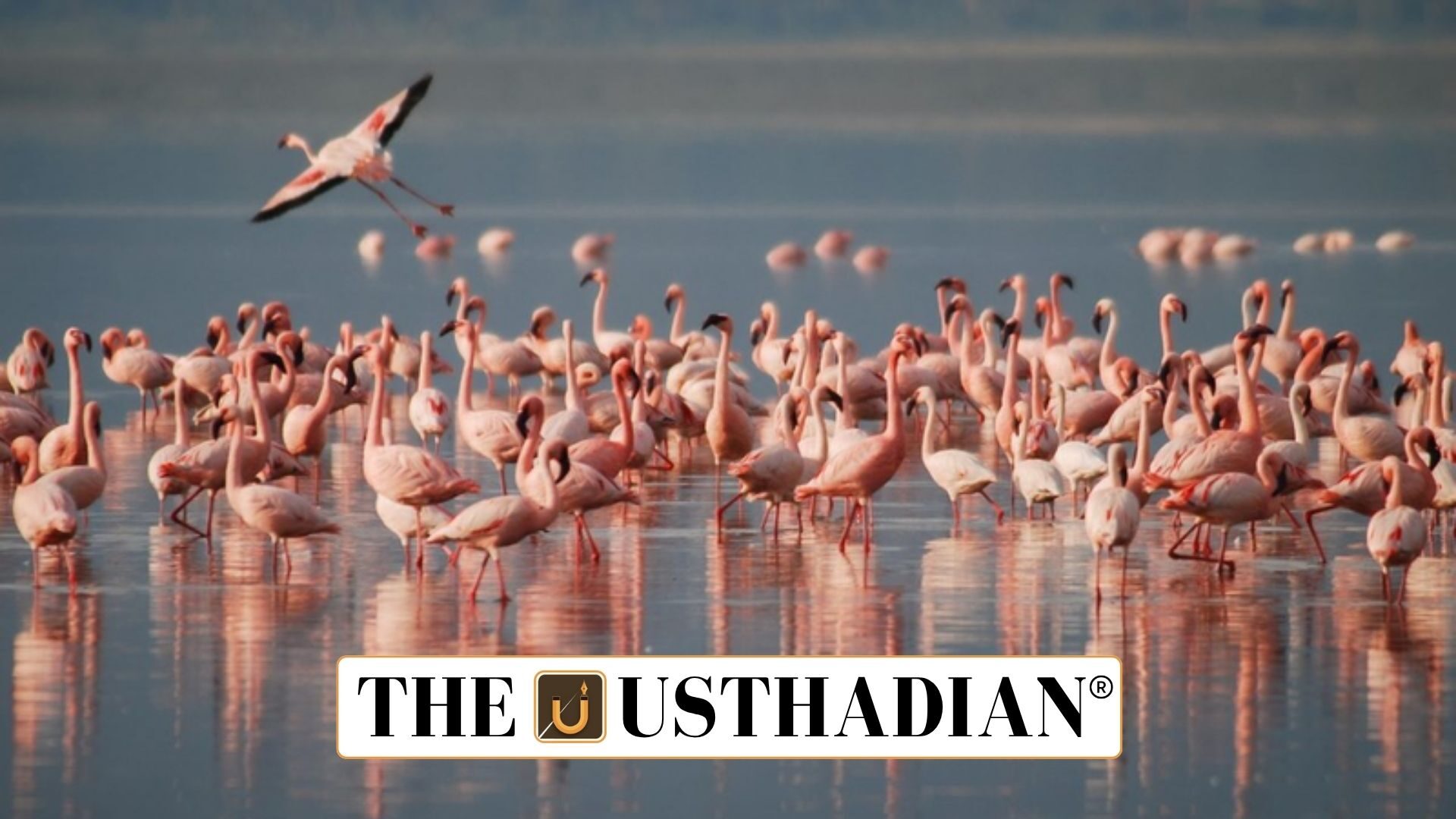 Tamil Nadu Declares Dhanushkodi a Flamingo Sanctuary