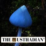 Rare Blue Pinkgill Mushroom in Telangana Forests