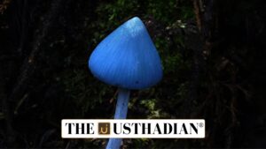 Rare Blue Pinkgill Mushroom in Telangana Forests