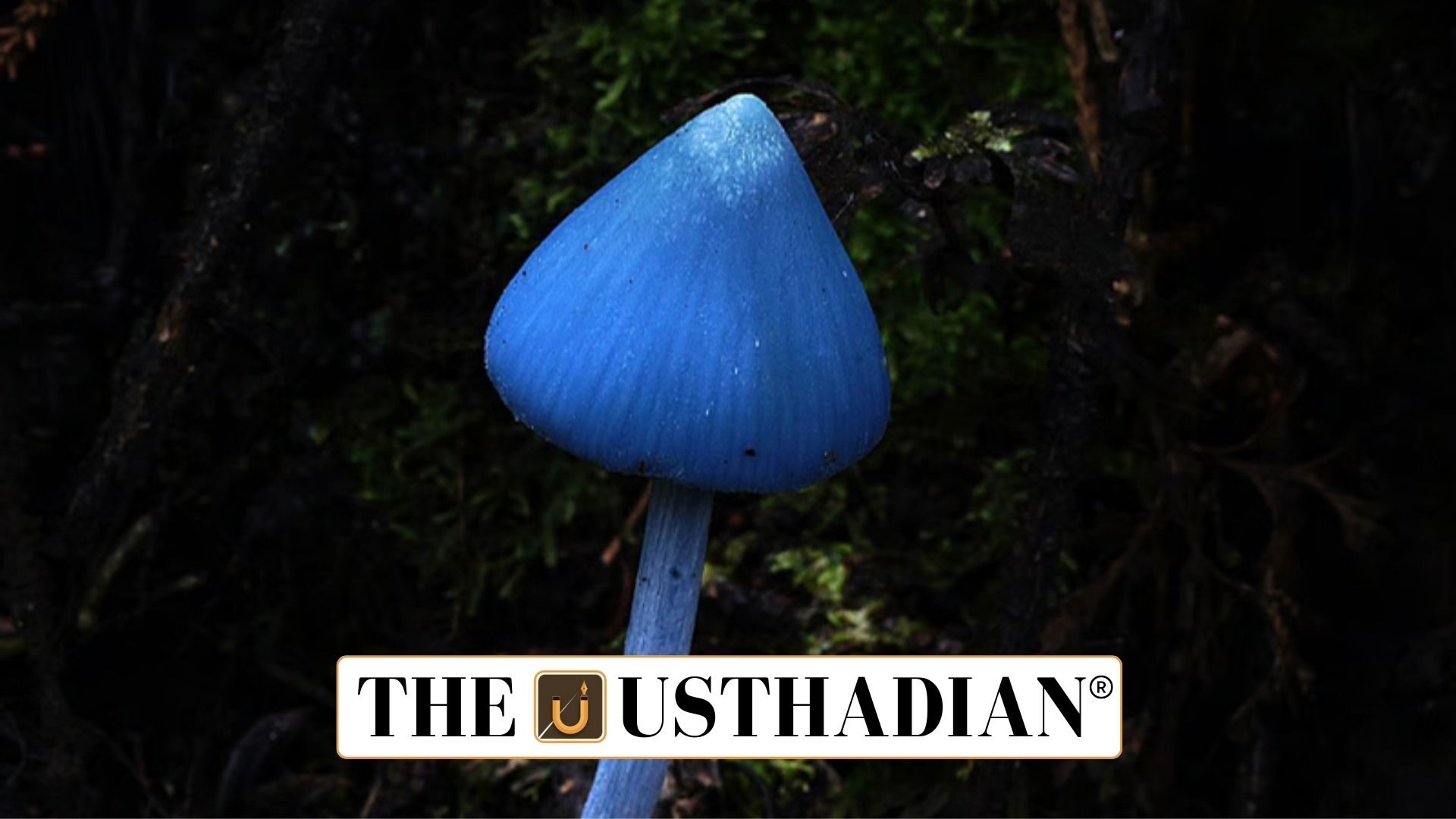 Rare Blue Pinkgill Mushroom in Telangana Forests