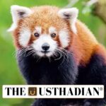 Red Panda Cubs Born in Gangtok Spark Conservation Hopes